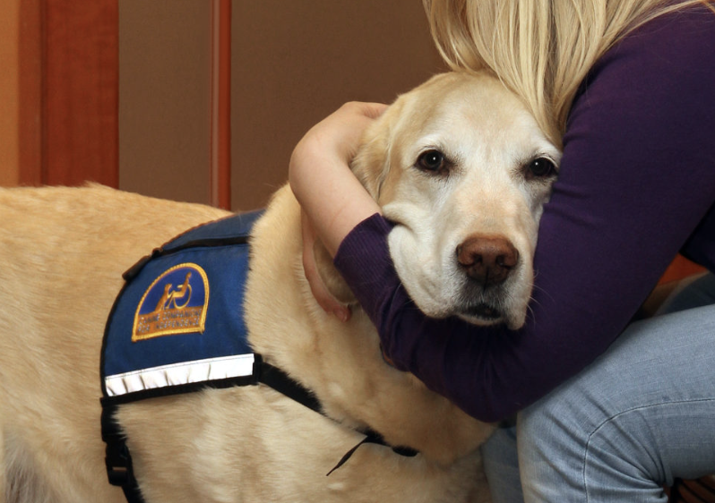 Image description: A courthouse dog is being embraced by a person. We can only see the persons arm. The dog is a golden retriever and wears a harness with a courthouse emblem on the side.