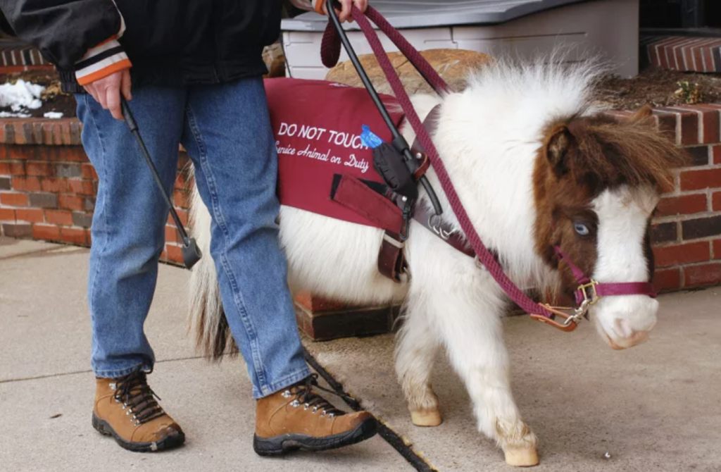 A miniature horse walks next to a person, pictured from the waist down, with a specialized harness for service animals.
